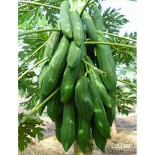 ผลิตภัณฑ์ใหม่ เมล็ดพันธุ์ 2022เมล็ดอวบอ้วน มะละกอครั่ง (Papaya Seed) บรรจุ 10 เมล็ด สำหรับตำส้มตำโดยเฉพาะ ให้เนื/สวนครัว