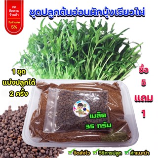 ชุดปลูกต้นอ่อนผักบุ้งเรียวไผ่ ซื้อ 5 แถม 1 เมล็ดใหม่ อัตราการงอกสูง 90% เมล็ดพันธุ์ เมล็ดผักบุ้ง