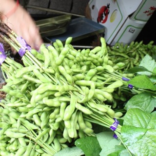 เมล็ดพันธุ์ ถั่วแระญี่ปุ่น คาริคาชิ (Karikachi Edamame Seed) บรรจุ 15 เมล็ด