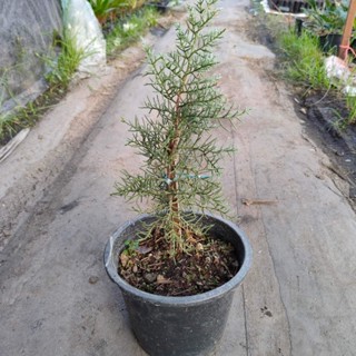 สนบลูไอซ์ (Blueice cypress)🌲🧊 สนหายากจากญี่ปุ่น ใบมีกลิ่นหอม น่าสะสม