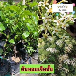 ต้นหอมเจ็ดชั้น หรือหอมไกล สูง 50-60 cm. ไม้ดอกหอม พร้อมส่งจำนวนมาก