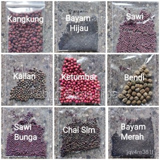 Bey SEED vegetable King, ผักโขม, พูด, กษัตริย์, กษัตริย์, กษัตริย์ JFWY