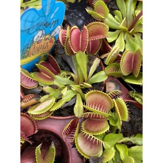 ไม้กินแมลง Dionaea muscipula