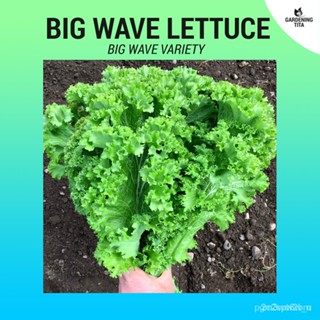 ผลิตภัณฑ์ใหม่ เมล็ดพันธุ์ จุดประเทศไทย ❤Lettuce Seeds (Big Wave - Green) - 500 seedsเมล็ดอวบอ้วน 100% รอคอยที่จะ/ขายดี R