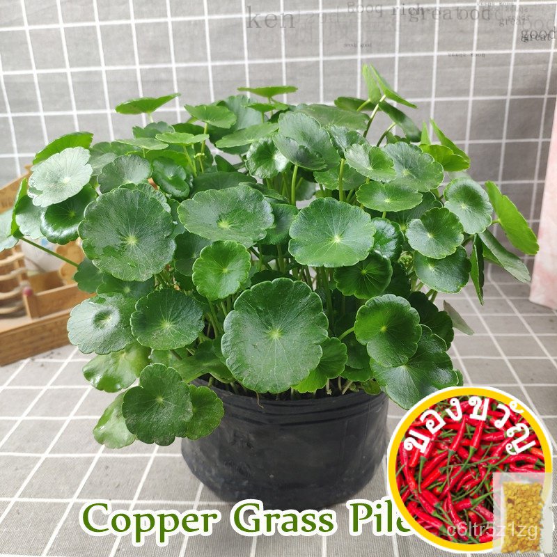 []] Copper Pilea เมล็ดพันธุ์สำหรับปลูก (50เม่านบังแดด) hydroponic ornamental bonsai Plant SEED พืชสีเขียว DAWJ