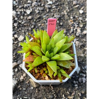 Haworthia Hybird Thailand รหัส169-192 กระถาง 3 นิ้ว (ส่งทั้งกระถาง) ไม้อวบน้ำ ต้นไม้ประดับ Succulnt Haworthia