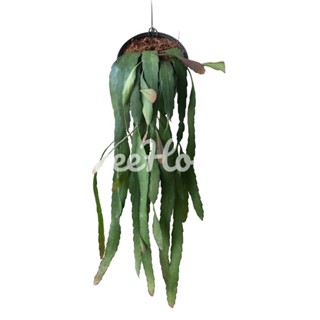 สายทับทิมพร้อมกระถางแขวน 4 นิ้ว Pseudorhipsalis ramulosa (Salm – Dyck) Barthlott pot”4