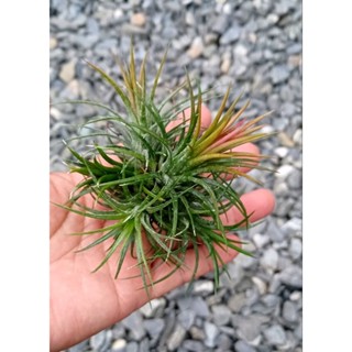 Tillandsia ionantha fuego