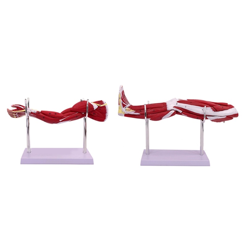 รัก* Upper Limbs Muscle Anatomy Model Life Size Lower Muscle Limb Anatomy Model