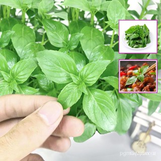 ผลิตภัณฑ์ใหม่ เมล็ดพันธุ์ เท ่❤คคล ม/อBenih ศHerb ณ)Sweetรพไวอทห( วลBasil ุ ใคBiji้ Selasih้ใอ/นเก้าชั้นทาวเวอร์/ขายดี B