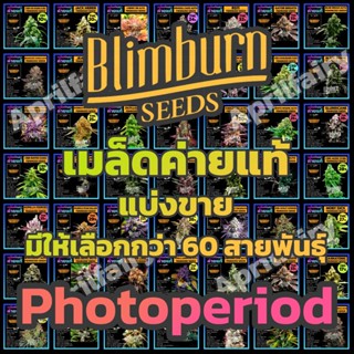 เมล็ดพันธุ์กัญชา โฟโต้ PHOTO เพศเมีย THC สูง เมล็ดกัญชานอก เมล็ดค่าย Blimburnseeds รับประกัน ตรงปก100% แบ่งขาย