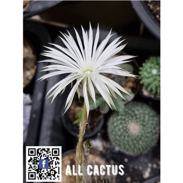 ดินสอดำ ไม้เมล็ด Setiechinopsis mirabilis ไซส์กระถาง 2 นิ้ว แคคตัส กระบองเพชร ต้นไม้ประดับ อวบน้ำ ตะบองเพชร