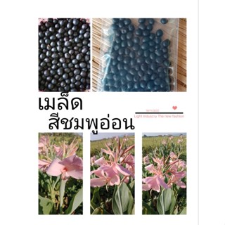 เม็ดพุทธรักษา สีชมพูอ่อน