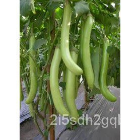 （คุณภาพสูง เมล็ด）มะเขือยาวสีเขียว Long Eggplant Seed/ง่าย ปลูก สวนครัว เมล็ด/สวนครัว K0FW