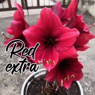 หัว ว่านสี่ทิศสีแดงสดกำมะหยี่ ลายสวย Red Extra แทงช่อและไม่แทงช่อ ราคาเบาๆ ด้วยจ้า พร้อมปลูกให้ดอก