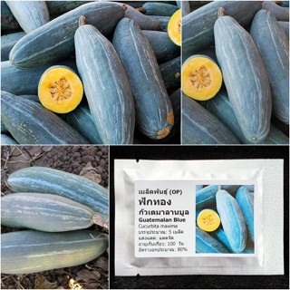 เมล็ดพันธุ์ ฟักทอง กัวเตมาลาน บูล Guatemalan Blue Squash Seed 5 เมล็ด คุณภาพดี ราคาถูก ของแท้ 100%