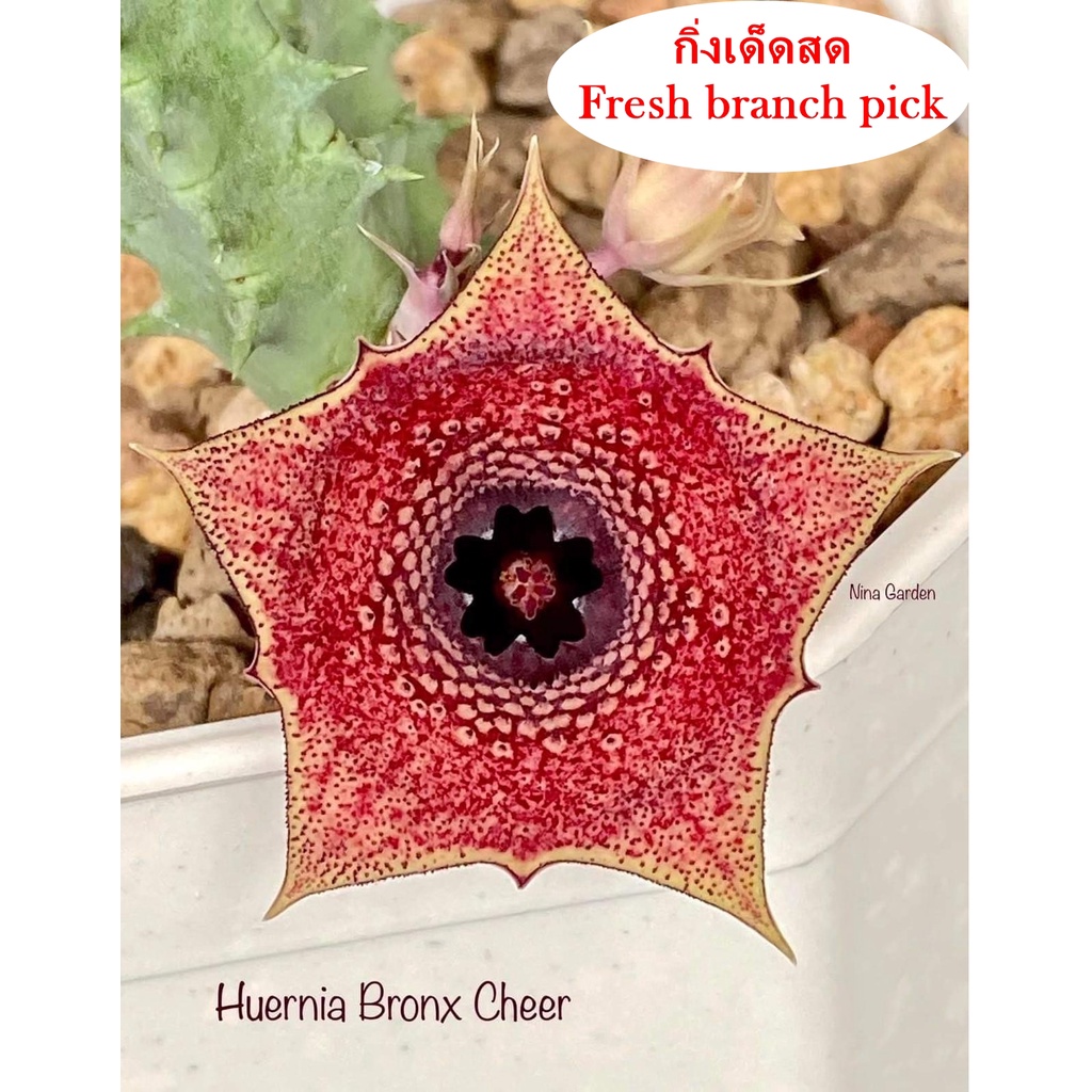 เก๋งจีน Huernia Bronx Cheer *กิ่งเด็ดสด* แคคตัส ไม้อวบน้ำ Cactus and Succulent