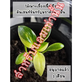 ต้นเสน่ห์จันทร์บุษราคัมมิ้นสำหรับแถม