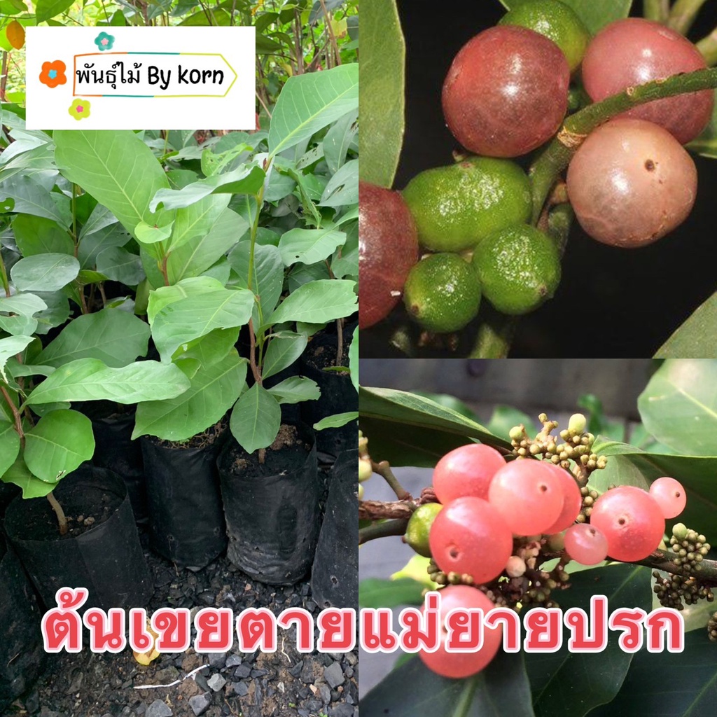 ต้นเขยตายแม่ยายปรก  ไม้สมุนไพร พร้อมส่ง สำคัญกรุณาสั่งซื้อในเวลา12:00น.-00:00น.