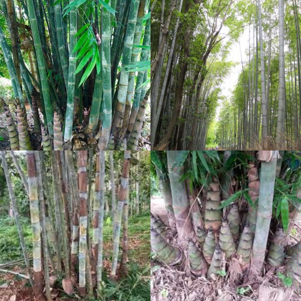 กล้า ไผ่ฟ้าหม่น ราคา 119 บาท ต้นกล้าพร้อมปลูกความสูง 50-70 เซนติเมตร ของแท้ 100% ทนแล้ง โตไว หน่ออร่