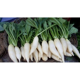 ผลิตภัณฑ์ใหม่ เมล็ดพันธุ์ จุดประเทศไทย ❤เมล็ดพันธุ์[READY STOCK] BENIH LOBAK PUTIH / Radish White SEED 40   EXT คล/เมล็ด