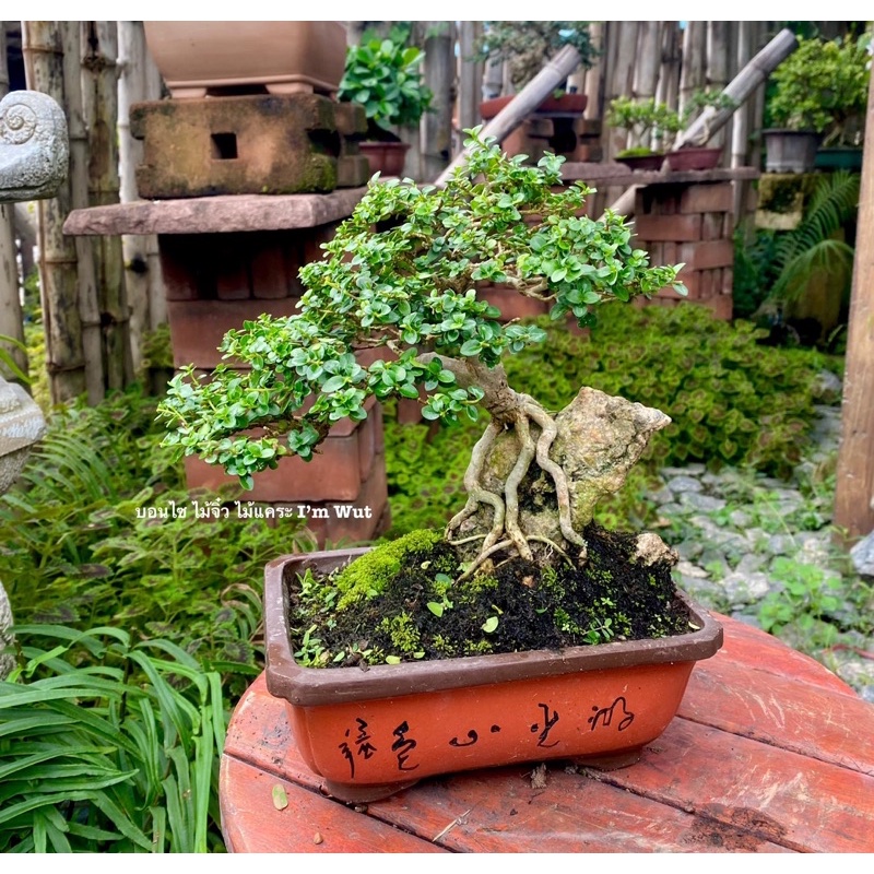 เพรมน่าไต้หวัน (Premna Taiwan)