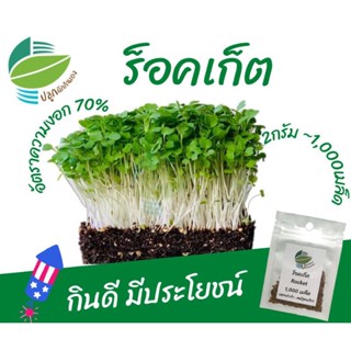 （คุณภาพสูง เมล็ด）เมล็ด​พันธุ์​ต้นอ่อน ร็อคเก็ต (Rocket Microgreens)​/ง่าย ปลูก สวนครัว เมล็ด/ขายดี 2D4C