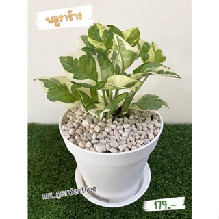 [[ต้นไม้จริง]] 🌿ไม้มงคล พลูงาช้าง🌿 ขนาดกระถาง 5 นิ้ว (พร้อมกระถางสีขาว)