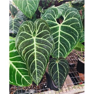 ผลิตภัณฑ์ใหม่ เมล็ดพันธุ์ 10pcs Seeds Rare Plant Seed of Elephant Ear Bonsai Seeds rctr คละ สวนครัว/ดอก็ด 9US3