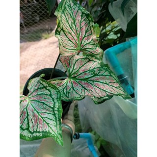 บอนสีนารายณ์แปลง caladium