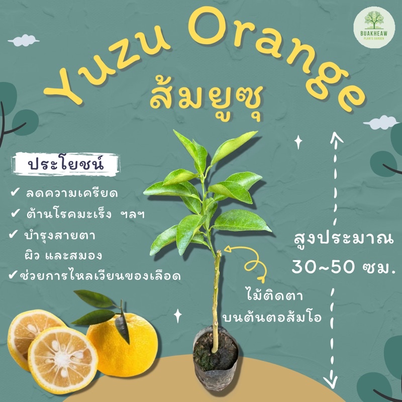 ส้มยูซุ Yuzu orange สูง 30~50 ซม.