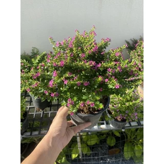 หลิวแคระใต้หวัน ดอกม่วง,ขาว,เหลือง พร้อมกระถาง5-6" ไม้ดอกน่ารักมาก🌸🌸มีดอกทุกต้น