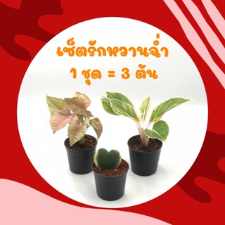 เซ็ตรักหวานฉ่ำ (1 ชุด = 3 ต้น) พลอยชมพู โฮย่าด่าง ออมชมพู เสริมดวงความรัก นำโชค โชคดี