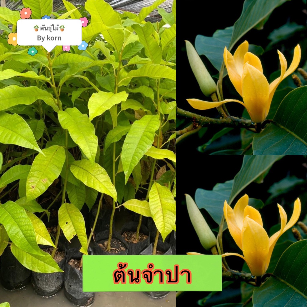 ต้นจำปาทอง ไม้หอม สูง 60-70 cm.​ ต้นโตลำต้นแข็งแรงพร้อมปลูก  พร้อมส่ง สำคัญกรุณาสั่งซื้อในเวลา12:00น.-00:00น.