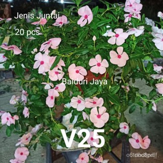 ผลิตภัณฑ์ใหม่ เมล็ดพันธุ์ จุดประเทศไทย ❤เมล็ดพันธุ์20 PCS VINCA SEED / BENIH VINCA (V25) JENIS JUNTAIเมล็ดอวบอ้ /ดอก ZZX