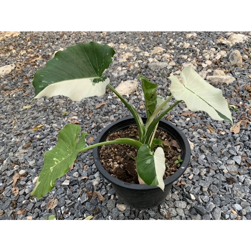 alocasia okinawa Silver (บอนโอกินาวา)