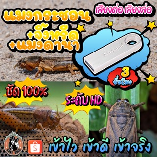 แฟลชไดร์ฟ เสียงต่อ/ล่อ แมงกระชอน+จิ้งหรีด+แมงดานา MP3 ชัด 100% เสียงใส ไม่มีโฆษณาแทรก พร้อมส่ง! มีเก็บเงินปลายทาง!