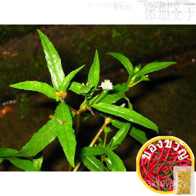 Son Tree urang-aring (herbal Tree) สูน/ทรี/ 通心菜/ the Tree of urang-aring (herbal Tree) กระถางต้นไม้ 