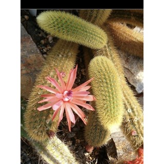 หางกระรอกฟอร์มกอ กระถาง3”นิ้ว Aporocactus Flagelliformis