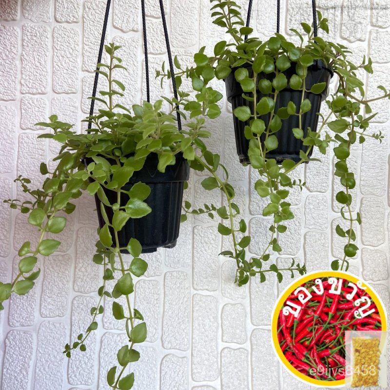 [การพิมพ์] plectanthus prostratus/stol/FRU/ PY1J