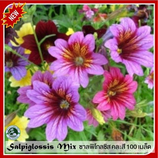 ผลิตภัณฑ์ใหม่ เมล็ดพันธุ์ 2022100 เมล็ด ซาลพิโกลซิส คละสี Salpiglossis เมล็ดอวบอ้วนซาลพิโกลซิส เมล็ดซาลพิโกลซิส /ดอก MHU