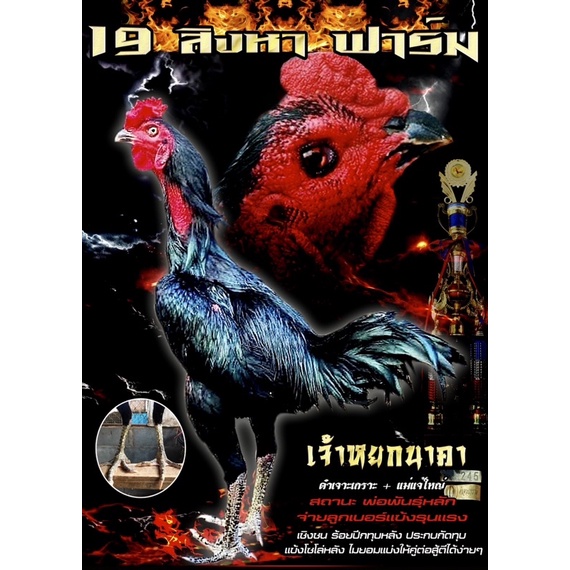ไข่เชื้อไก่ชน ลูกดำเจาะเกราะ รับประกันเชื้อ ส่งด่วน