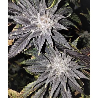 เมล็ดพันธุ์กัญชา Black Cherry Pie Auto คัดเมีย