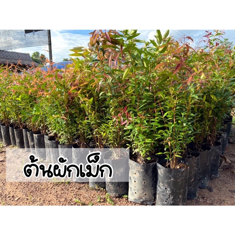ต้นผักเม็ก หรือ ต้นเสม็ดแดง ความสูง30-50ซม.ใบทานได้