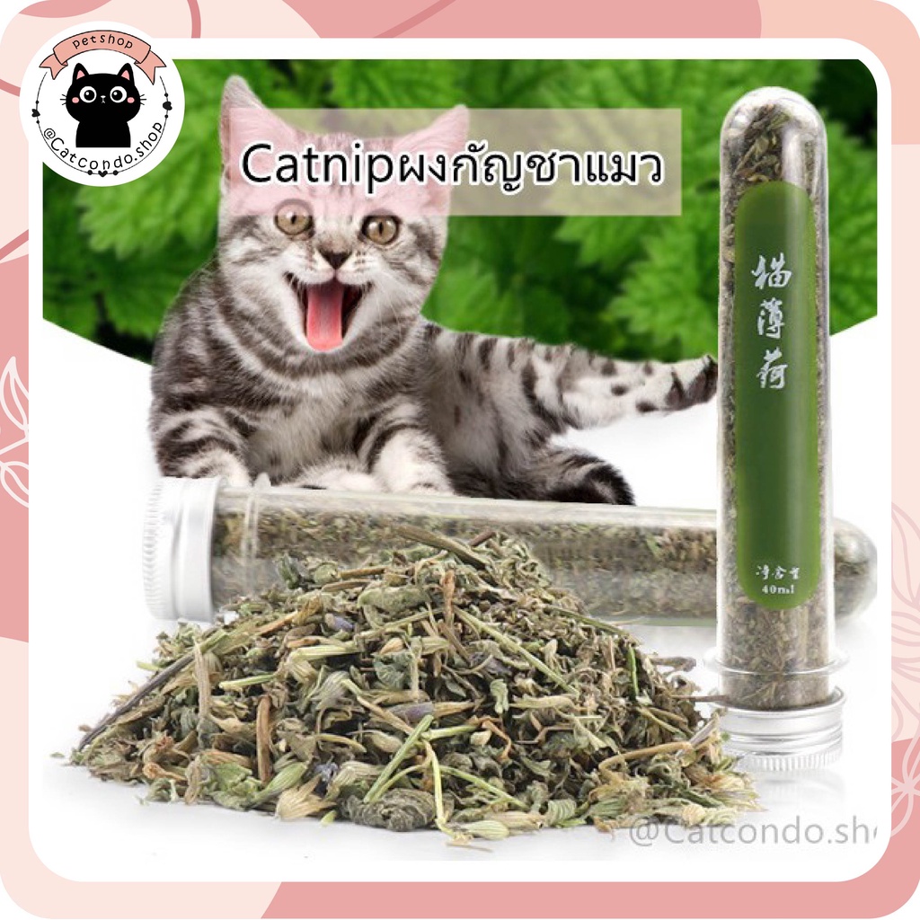 Catnip ออร์แกนิค ของเล่นแมว บอลcatnip