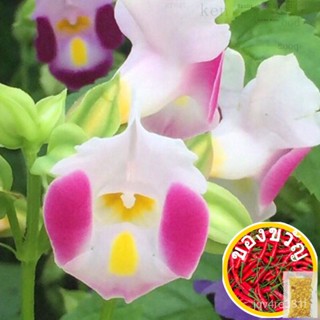 Ready Stock Garden Flower seeds mixcolor topatenia seeds Flower seeds คละสี Summer pansy Butterfly Grass seeds HFD5