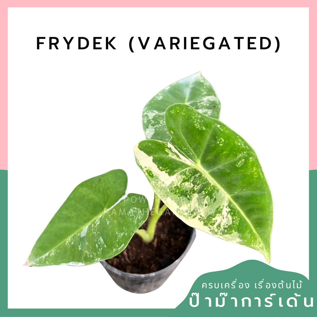 อโลคาเซีย ฟรายเด็กซ์ ด่าง Alocasia Frydek variegated ไม้เพาะจากไข่ กระถาง 4 นิ้ว