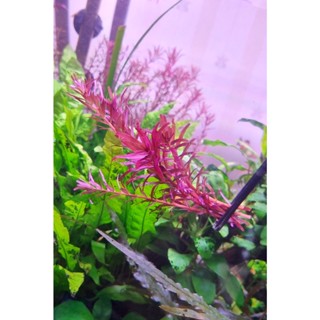 ต้นไม้น้ำ โรทาล่า โคโรลาต้า Rotala Colorata ใบบก ใบน้ำ (5-7 ต้น)