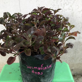 ต้นไม้ ต้น วอเตอร์เครสแดง หรือ สลัดน้ำ ผักสวนครัว