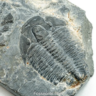 [อายุกว่า 505 ล้านปี!!!] #252 ฟอสซิล ไทรโลไบต์ Elrathia Kingi Trilobite ของแท้ ขนาดเล็ก บน Matrix จาก USA